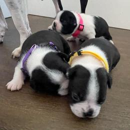 Female - Black and white female Boston Terrier puppy in Springfield, Ohio from Nancy's Boston Terriers