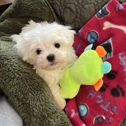 Maltese Puppies from TCBs Glowing Maltese