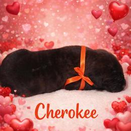 Cherokee - Tiger male Perro de Presa Canario puppy in Horizon, Texas from Mesquite Creek Kennels