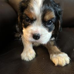 Max - Tri-color male Cavalier King Charles Spaniel puppy in Burke, New York from Patti’s Puppies
