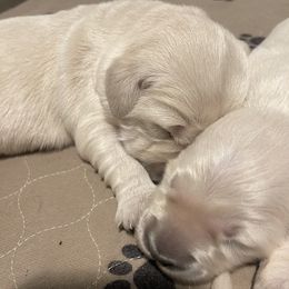 Golden Retriever Puppies from Sugar Creek Goldens