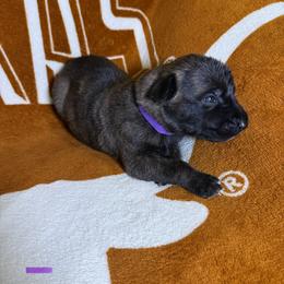 Purple collar - Brindle female xDutch Shepherd puppy in Mc Kinney, Texas from Vom Jazzigen Haus