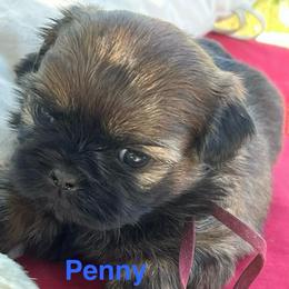 Penny - Red female Shih Tzu puppy in Bloomfield, Indiana from Meihem Pups