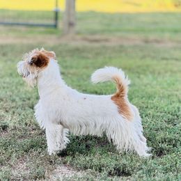 Sara - Russell Terrier