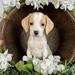 Blue - Lemon and white male Beagle puppy in Katy, Texas from Houston’s Howlin’ Hounds