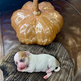 Aramis - Sable spotted white male Chihuahua puppy in Winston Salem, North Carolina from LaythStone
