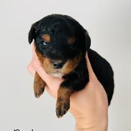 Paisley - Phantom female Goldendoodle puppy in Auburn, Indiana from Martin’s Doodles