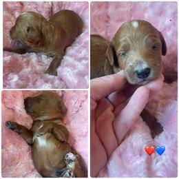 Red abstract male - Red male Bernedoodle puppy in Clarksville, Iowa from Iowa Heartland Doodles