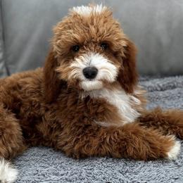 Griffy - Goldendoodle