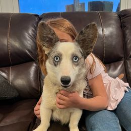 Trixie - American Corgi