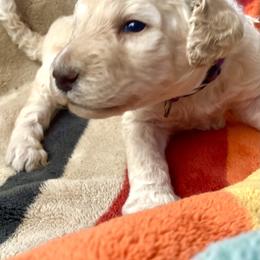 Lilly - Chalk female Labradoodle puppy in Toledo, Washington from Bigfoot Doodles