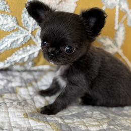Dolly - Blue and white female Chihuahua puppy in Hickman, Tennessee from Lisa's Chihuahuas