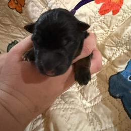 Purple - Black and red female German Shepherd puppy in Hillsboro, Indiana from Salty Raccoon Ranch German Shepherds