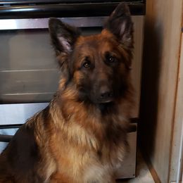 Mamba - German Shepherd