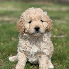 Hank - Apricot male Goldendoodle puppy in Nortonville, Kentucky from Deb’s KY Doodles