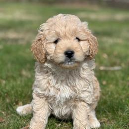 Hank - Apricot male Goldendoodle puppy in Nortonville, Kentucky from Deb’s KY Doodles