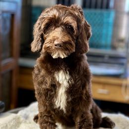 Willie - Chocolate male Australian Labradoodle puppy in Anderson, California from Shaggy Doodles