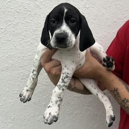 Everest - Black and white female German Shorthaired Pointer puppy in Port Charlotte, Florida from Lazy K GSP's
