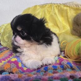 Lil Miss - Black tan and white female Japanese Chin puppy in Kealakekua, Hawaii from A few of my favorite Japanese Chins