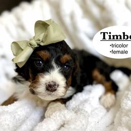 Timber - Tri-color female Bernedoodle puppy in Jackson, Mississippi from T.M. Poodles & Doodles