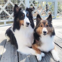 Shetland Sheepdogs from Randall's Shelties