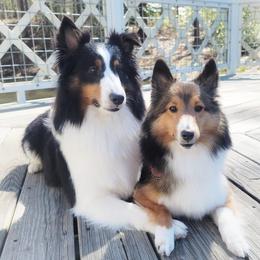 Shetland Sheepdogs from Randall's Shelties