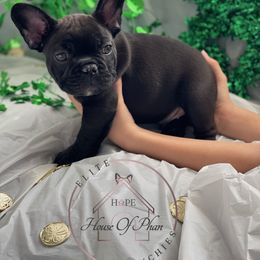French Bulldog Puppies from House Of Phan Elite Frenchies