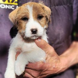 Boy3 - Tan and white male Jack Russell Terrier puppy in California from Kimberlite