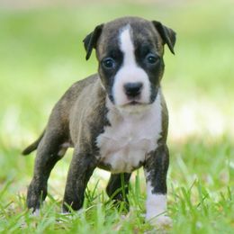 Nefertiti - Brown brindle female American Staffordshire Terrier puppy in St. Augustine, Florida from LBK & Ancient City