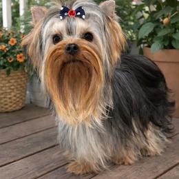 Tiana - Yorkshire Terrier