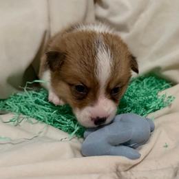 Finley - Red male Pembroke Welsh Corgi puppy in Magnolia, Texas from Wiggle Ranch Corgis