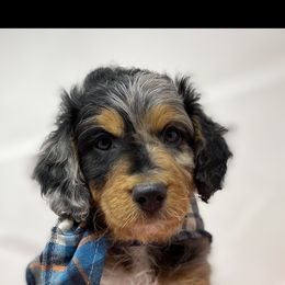 Lil Blue - Aussiedoodle puppy in Stevensville, Montana from The Highland Shepherds & Doodles