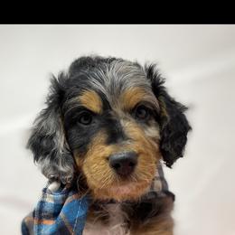 Lil Blue - Aussiedoodle puppy in Stevensville, Montana from The Highland Shepherds & Doodles