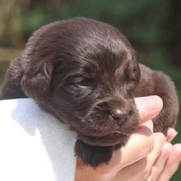 Newfoundland Puppies from Pine River Newfoundlands