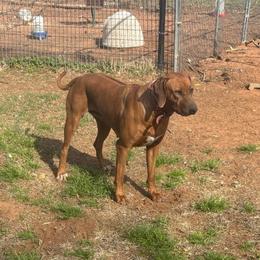 Dolly - Rhodesian Ridgeback