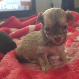 Tiny - Fawn sable female Havanese puppy in Medina, Ohio from Momma's Minis