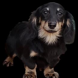 DIEGO - Dachshund