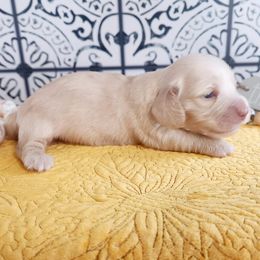 Dachshunds from Doxie Dog Ranch