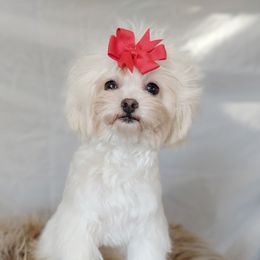 Korean Taiyang - White male Maltipoo puppy in Barren Springs, Virginia from Seeking Shalom Acres Maltese, Maltipoos & Havamalts