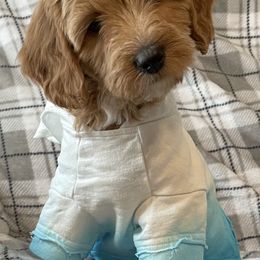 Goldendoodle and Poodle Puppies from Duffey’s IncrediDoodles