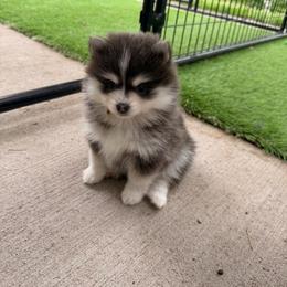 Opal - Blue female Pomsky puppy in Isanti, Minnesota from Magnum Pomskies