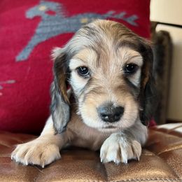 Dachshund Puppies from Loveland Doxies