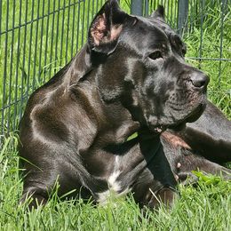 Cane Corso Puppies from Sacred Mission