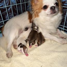 SOW boy - Sable spotted white male Chihuahua puppy in Linden, Kentucky from Warfenburg