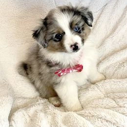 Miniature American Shepherd, Miniature Australian Shepherd, and Toy Australian Shepherd Puppies from Little Dipper mini Americans and toy Aussies