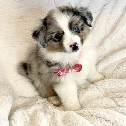 Miniature American Shepherd, Miniature Australian Shepherd, and Toy Australian Shepherd Puppies from Little Dipper mini Americans and toy Aussies