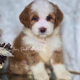 Saylor - Yellow and white female Bernedoodle puppy in Cleveland, Georgia from Jam's Doodles And Poodles