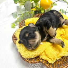 Juno - Salt and pepper female Miniature Schnauzer puppy in Huntington, Utah from Schnauzers on Robinson Lane
