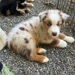 Boy 4 - Red merle male Miniature American Shepherd puppy in Rensselaerville, New York from Callen Kennels