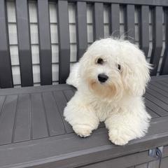 Bologneses from Bolognese Babes